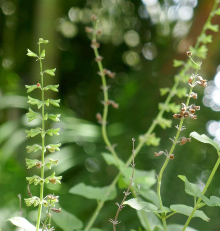 tropical sage Salvia coccinea seed pods