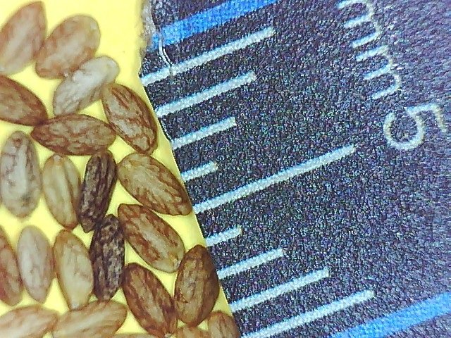 tropical sage Salvia coccinea seeds under magnification