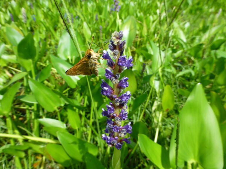 pickerelweed Pontederia cordata and sachem skipper butterfly on the flower