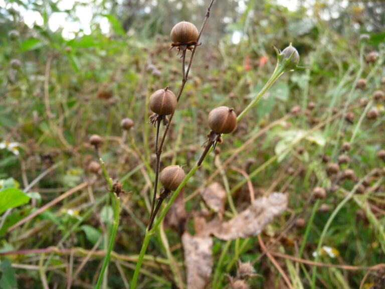 scarlet morning glory (Ipomoea hederifolia) seed pods
