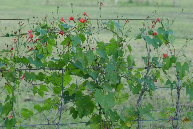 scarlet morning glory (Ipomoea hederifolia) growing on a fence for support