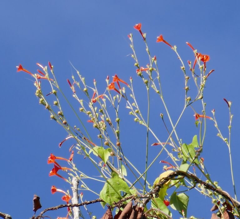 scarlet morning glory (Ipomoea hederifolia) flowers at the top of a tree