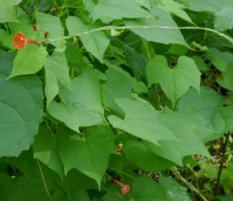 scarlet morning glory (Ipomoea hederifolia) leaves