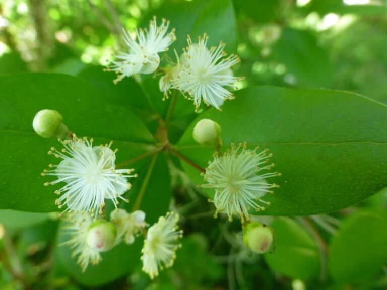 Simpsons stopper Myrcianthes fragrans flowers