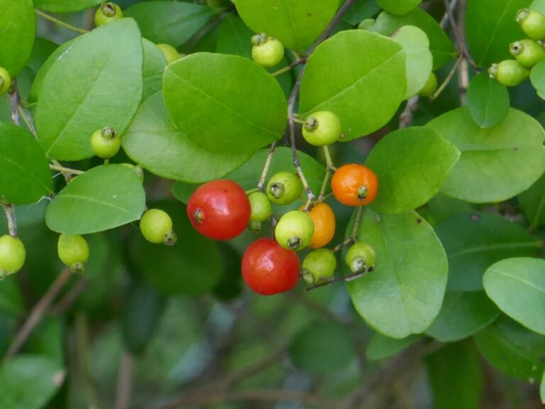 simpson's stopper Myrcianthes fragrans fruit