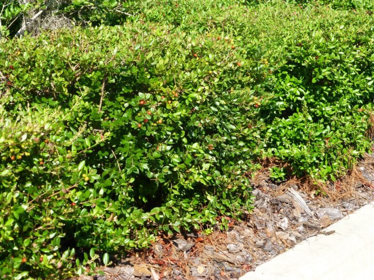 Simpsons stopper Myrcianthes fragrans in the landscape as a hedge