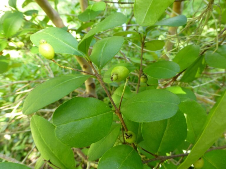 simpson's stopper Myrcianthes fragrans leaves