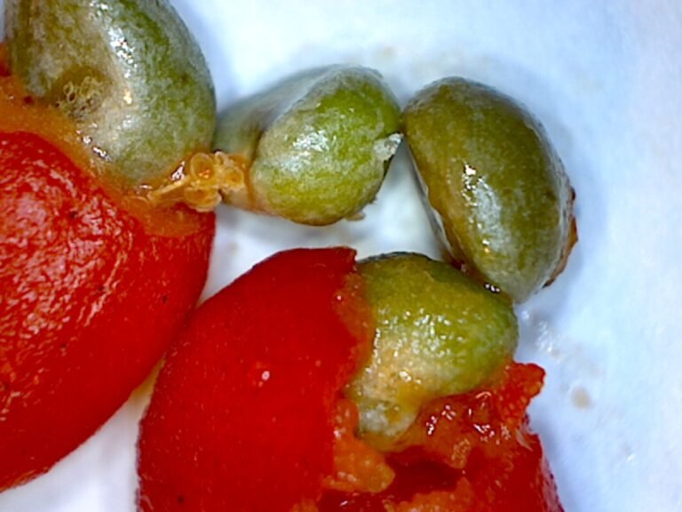 Simpsons stopper Myrcianthes fragrans fruit with seed exposed