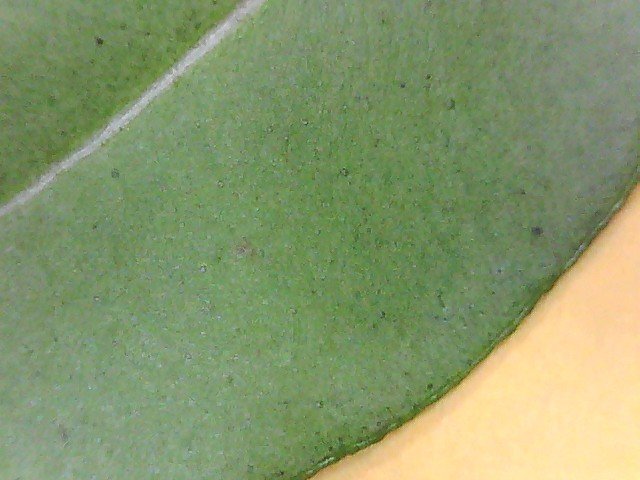 simpson's stopper Myrcianthes fragrans under side of leaf under microscope