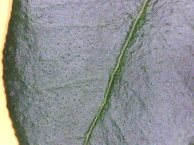 simpson's stopper Myrcianthes fragrans upper side of leaf under microscope