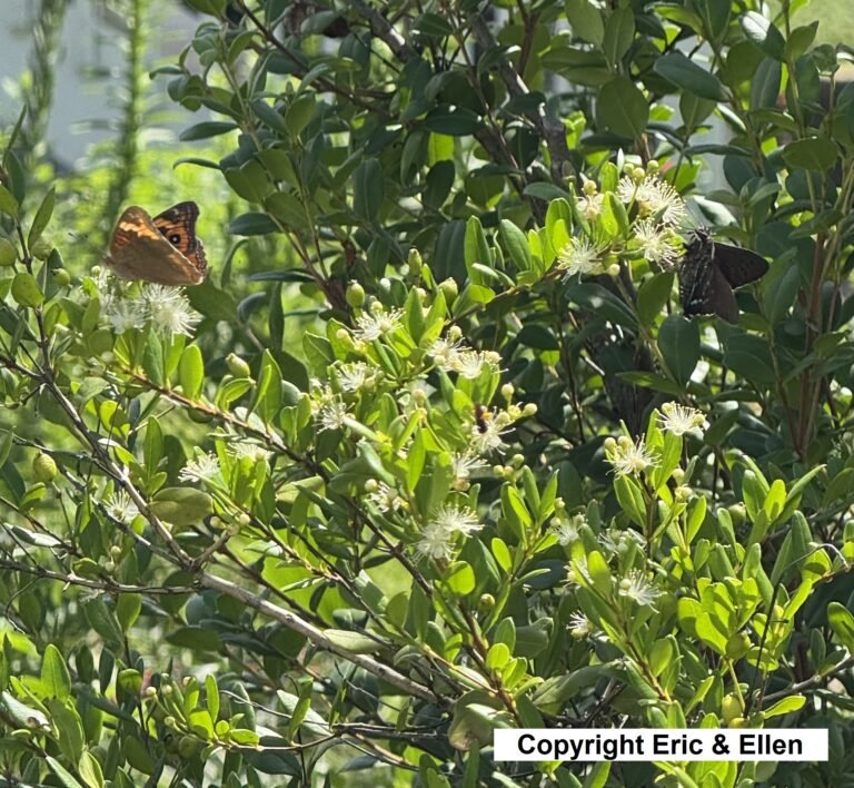 Simpson's stopper with a Mangrove Skipper and Mangrove Buckeye nectaring on the flowers