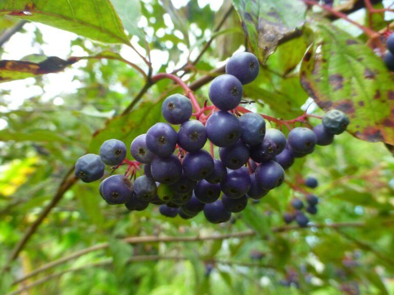 Cornus foemina swamp dogwood ripe fruit