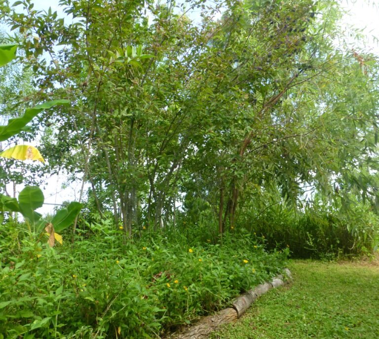 Cornus foemina swamp dogwood in the landscape