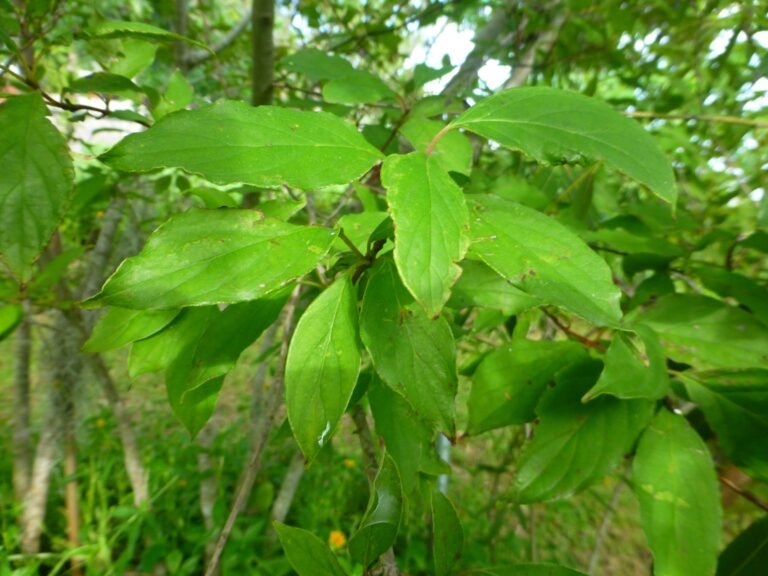 Cornus foemina swamp dogwood leaves