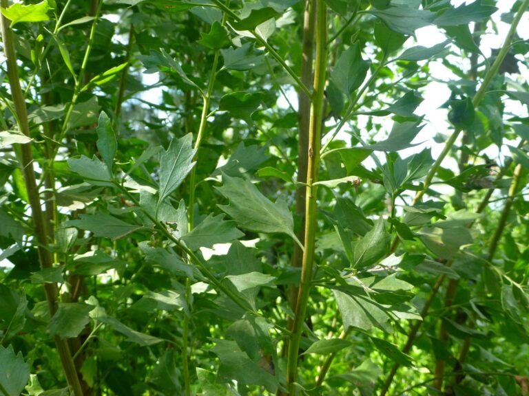 Baccharis halimifolia groundsel tree leaves