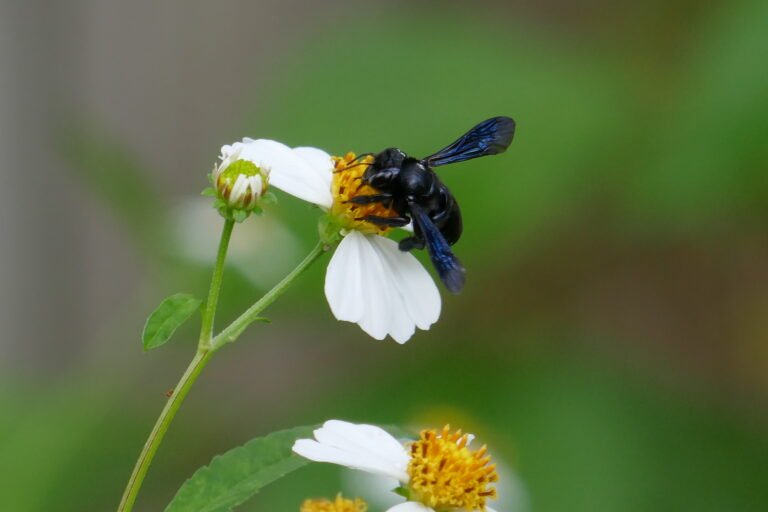 Carpenter-mimic leafcutter bee Megachile xylocopoides on Spanish needles Bidens alba