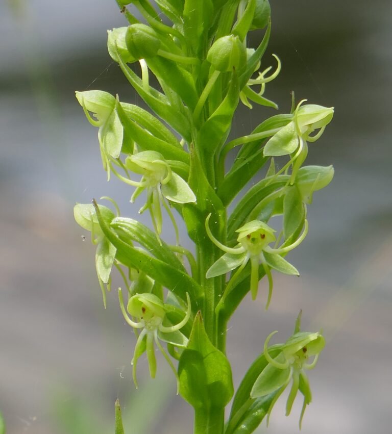 waterspider false reinorchid Habenaria repens flowers
