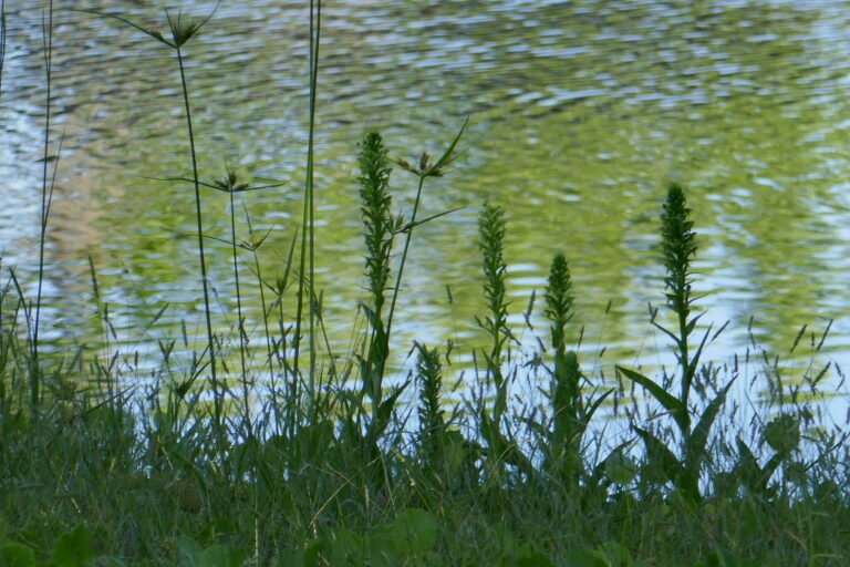 waterspider false reinorchid Habenaria repens