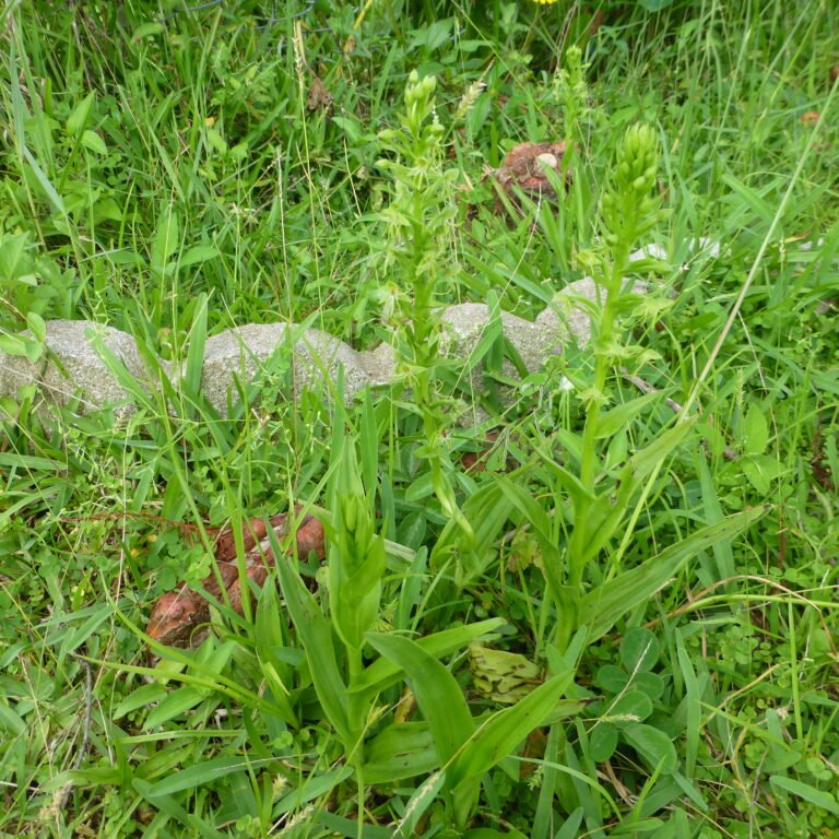 waterspider false reinorchid Habenaria repens leaves