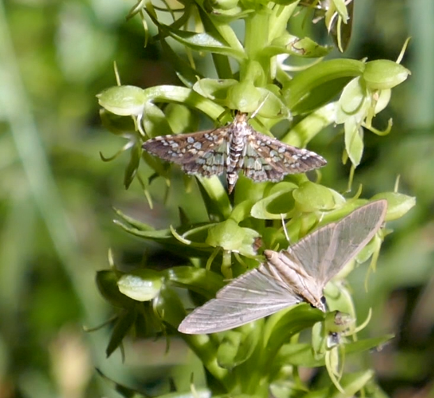 Habenaria repens water spider false reinorchid with moths collecting nectar and pollen grains