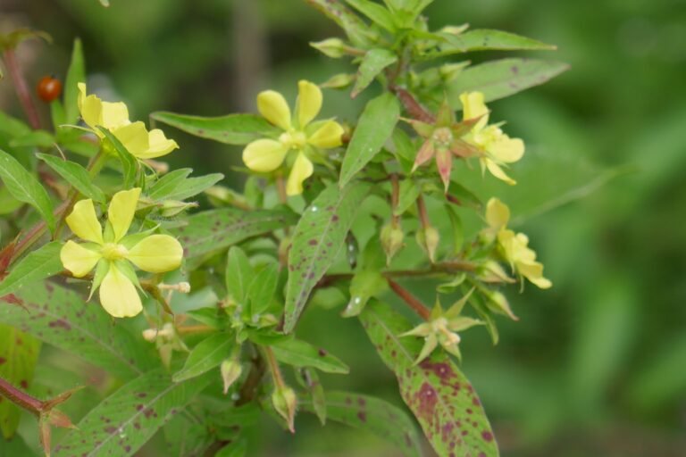 anglestem primrosewillow Ludwigia leptocarpa