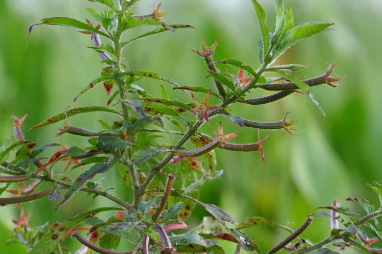 anglestem primrosewillow Ludwigia leptocarpa seed pods