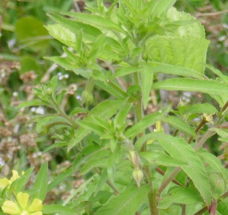 ludwigia leptocarpa leaves