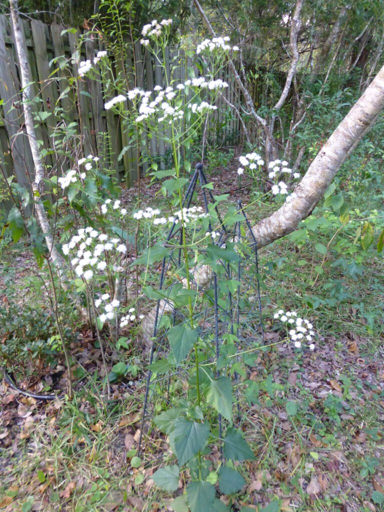 Ageratina jucunda hammock snakeroot in the home landscape