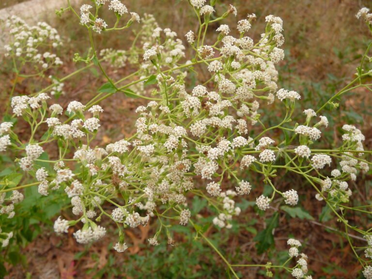 Ageratina jucunda hammock snakeroot flowers