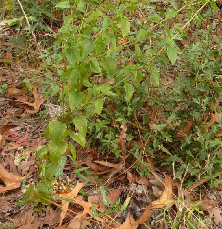 Ageratina jucunda hammock snakeroot leaves
