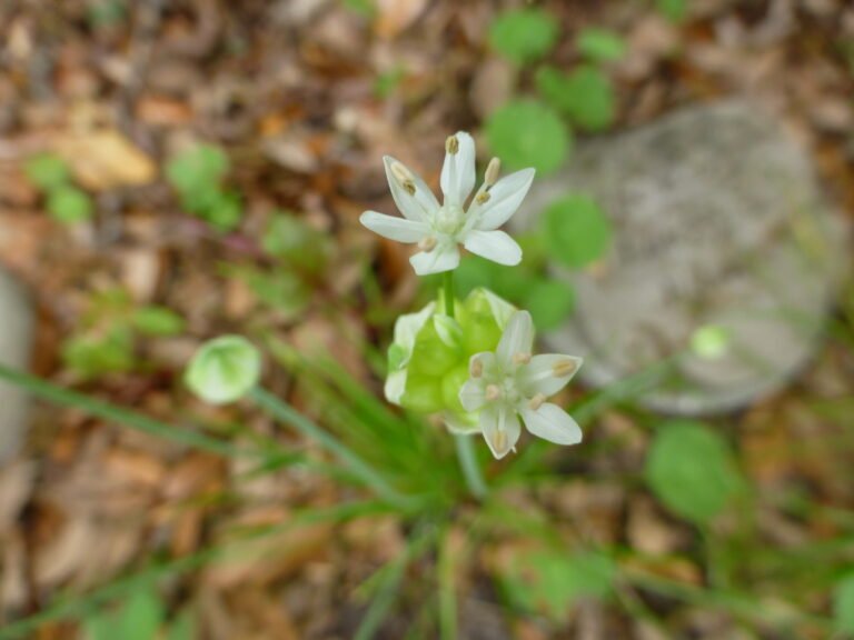 Allium canadense var. canadense meadow garlic flowers