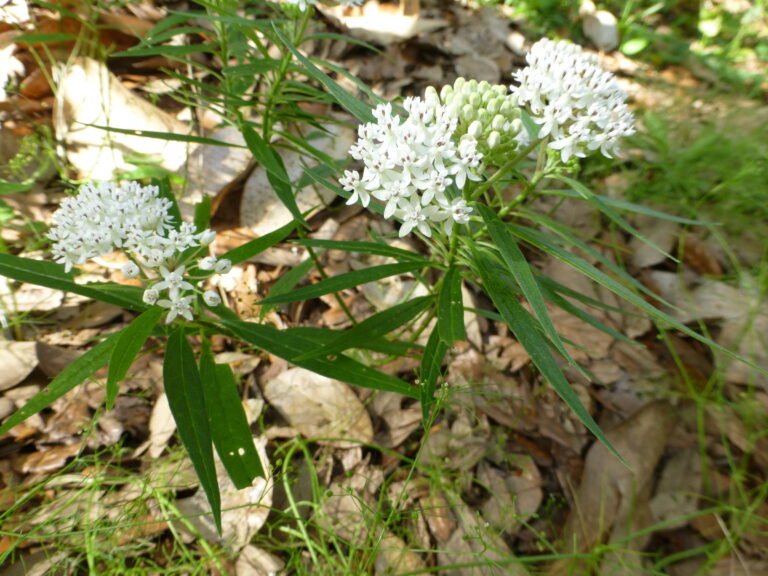 asclepias perennis swamp milkweed in the landscape
