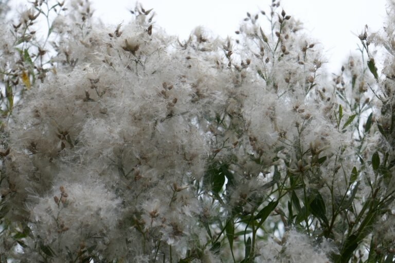 Baccharis halimifolia ripe seeds