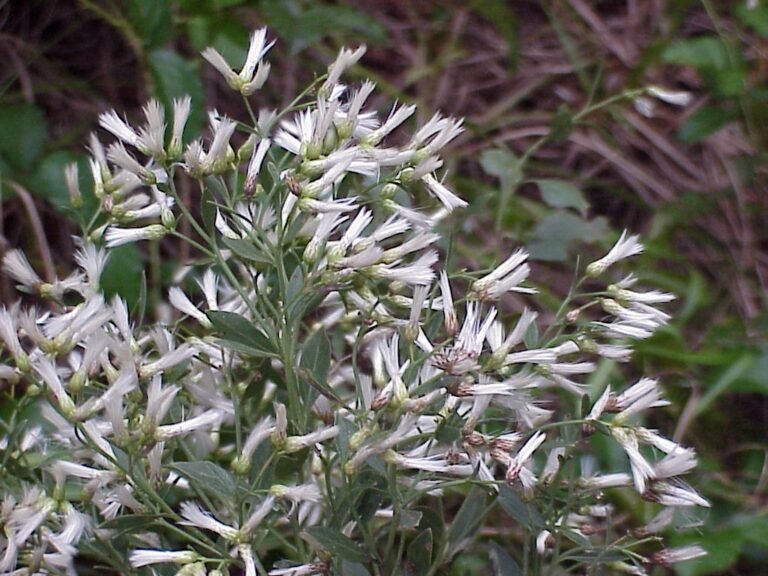 Baccharis halimifolia groundsel tree flowers