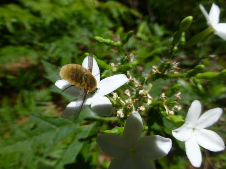 a bee fly on a flower