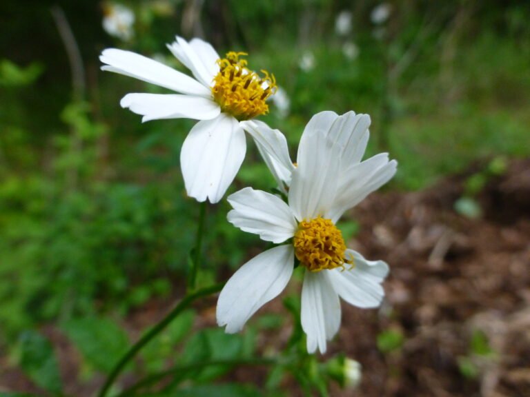 Bidens alba Spanish needles flowers