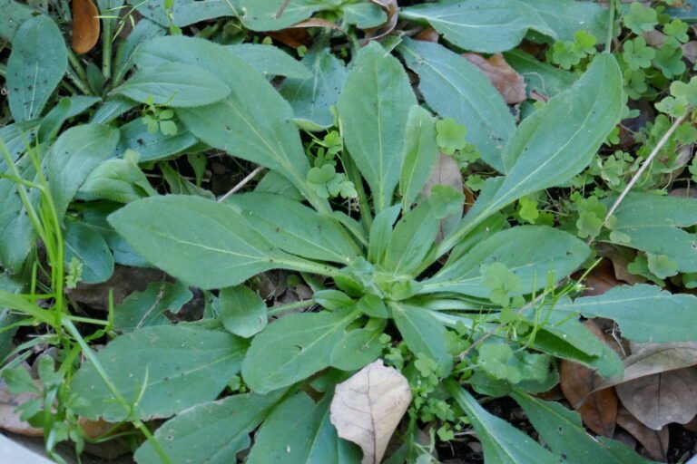 black eyes susan Rudbeckia hirta basal leaves