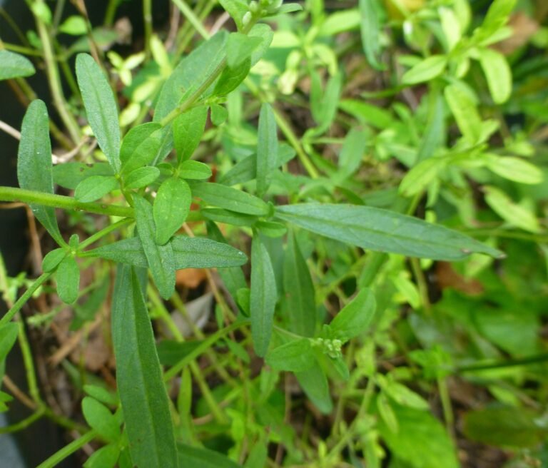 blue sage Salvia azurea leaves