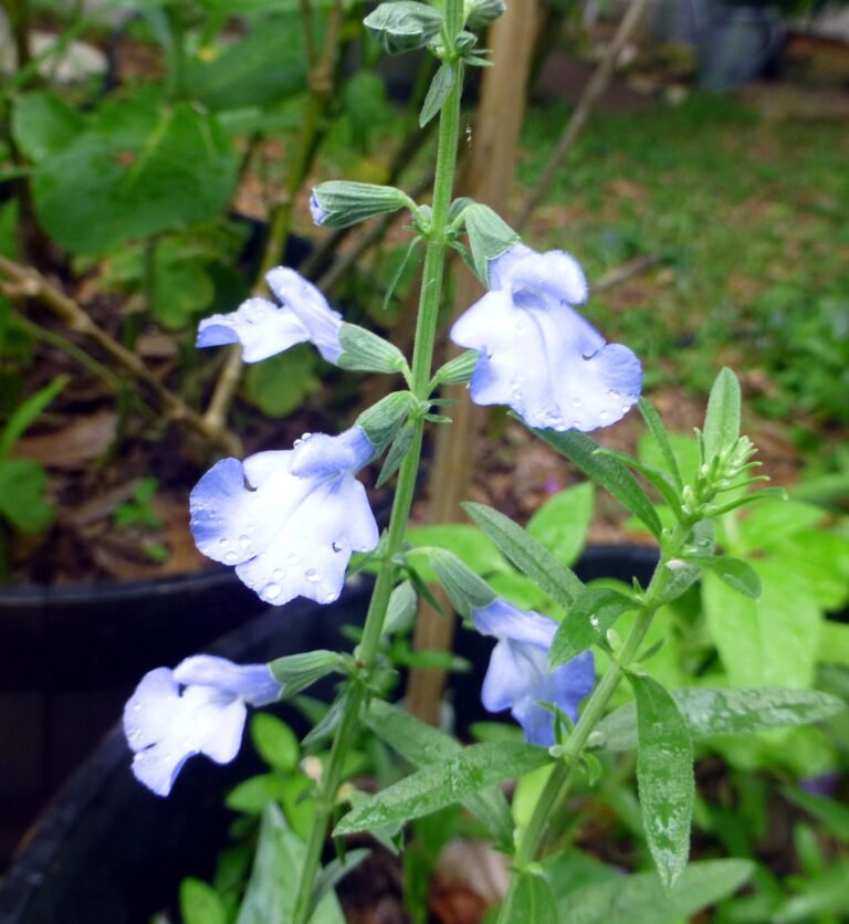 blue sage Salvia azurea