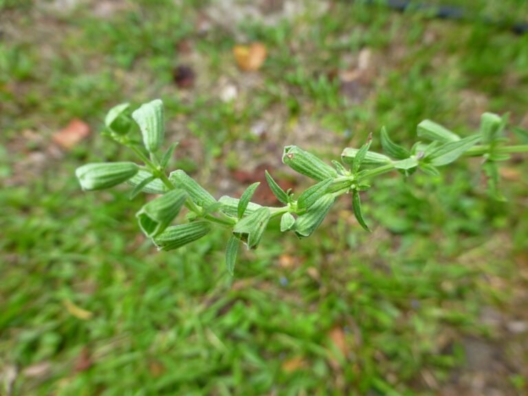 blue sage Salvia azurea ripening seed pods