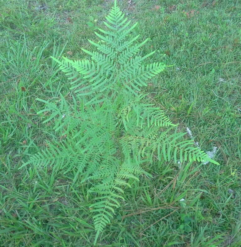 Pteridium aquilinum var. pseudocaudatum tailed bracken fern