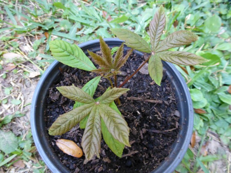 Aesculus pavia red buckeye tree seedling from a seed taken right off the tree