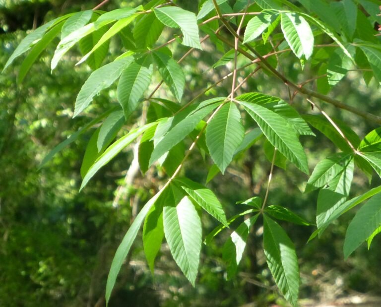 Aesculus pavia red buckeye tree leaves