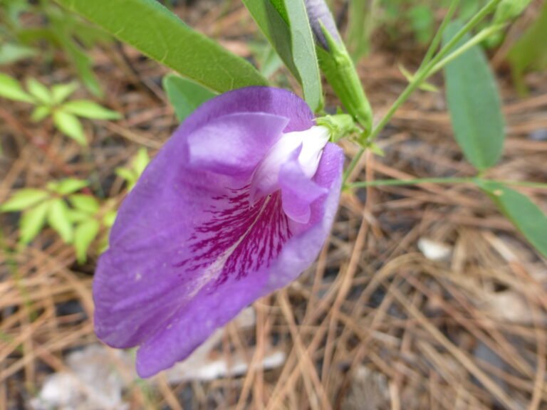 Atlantic pigeon wings Clitoria mariana flower