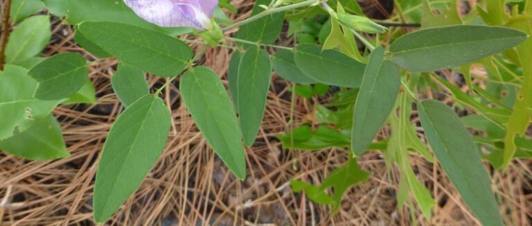 Atlantic pigeon wings Clitoria mariana leaves