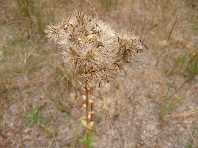 Carphephorus corymbosus Florida paintbrush ripe seeds on the plant