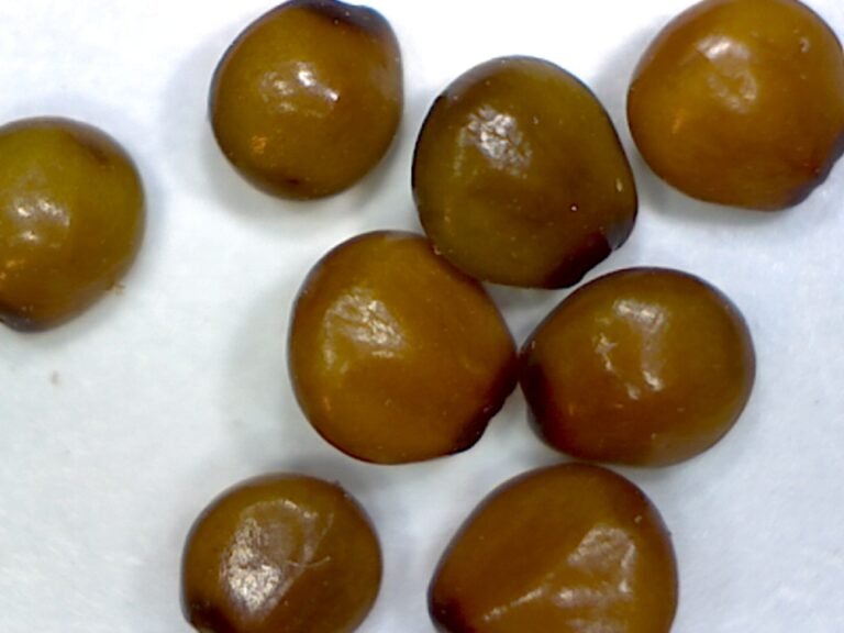 littleleaf buckbrush Ceanothus microphyllus seeds under magnification