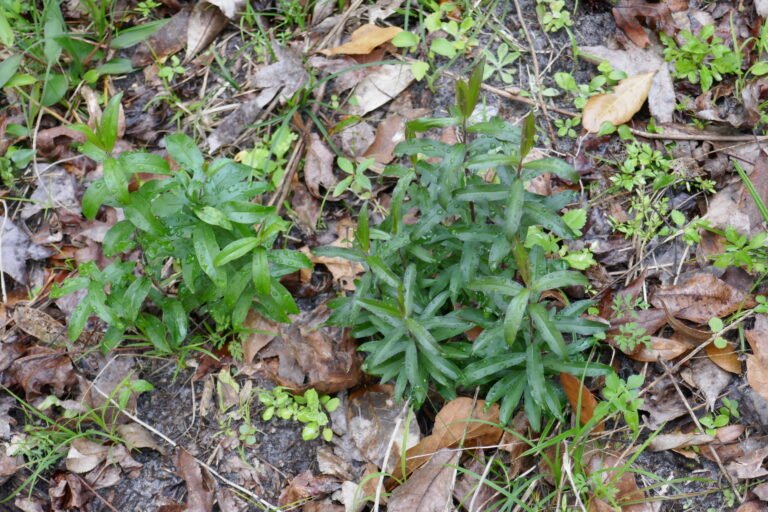 chapmans goldenrod Solidago odora var. chapmanii leaves