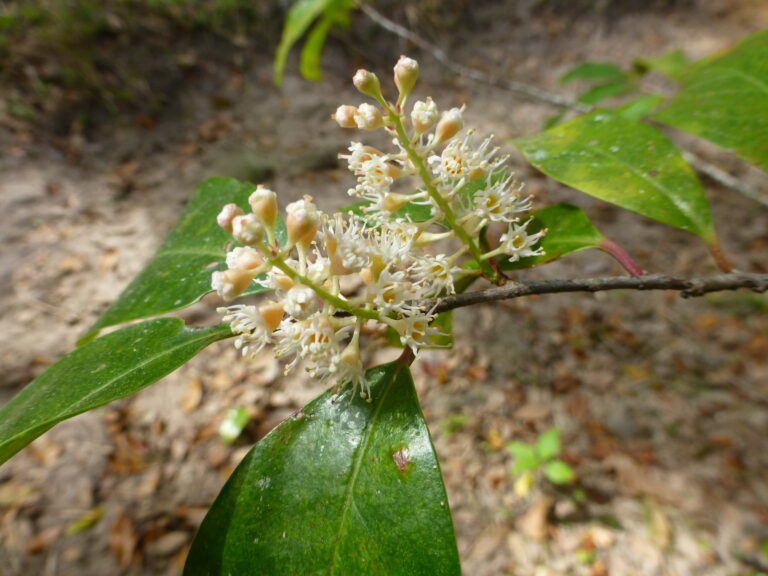 cherry laurel Prunus caroliniana flowers