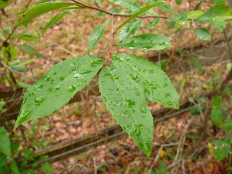 cherry laurel Prunus caroliniana leaves